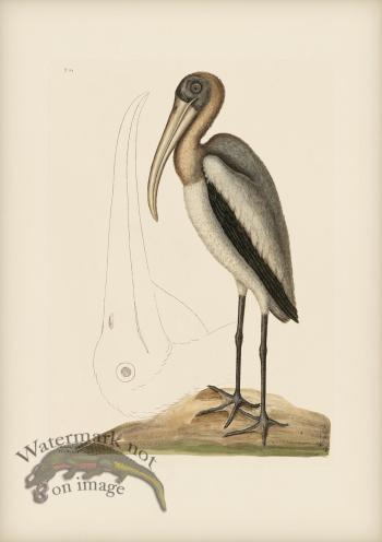 081 Wood Pelican